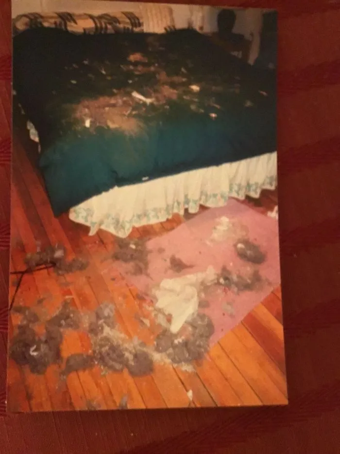 Our Dog Ripped Open The Vacuum Bag Full Of Hair A Cat Litter All Over Our Bed.