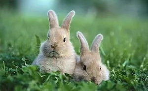 The Bunny Album