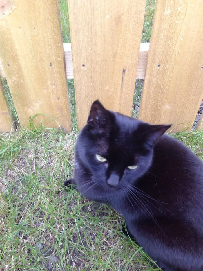 Black Cats Are Beautiful Too Pt2