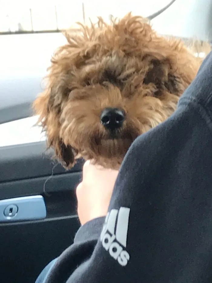 Look At My Dog!!