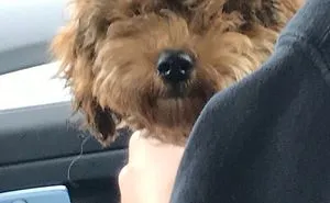 Look At My Dog!!