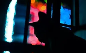 My Friend, My Pet!