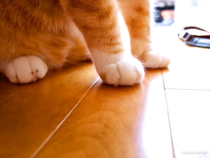 El gato Kinako
