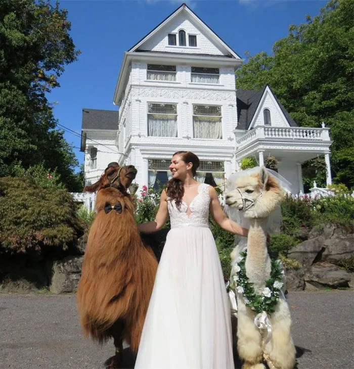 People Who Hate Humans Now Can Invite Llamas In Bowties To Their Weddings Instead