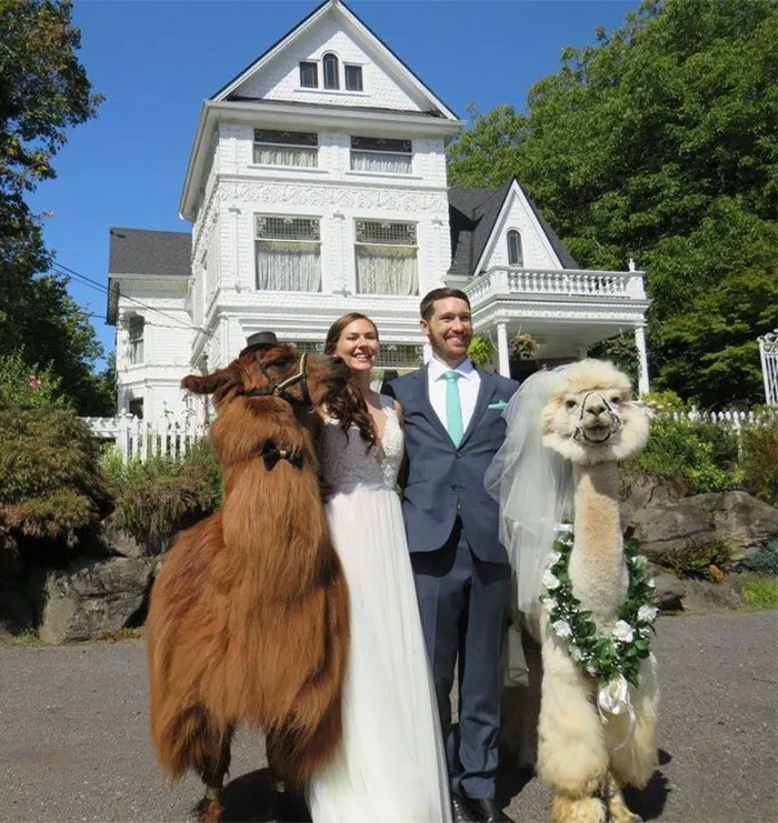 People Who Hate Humans Now Can Invite Llamas In Bowties To Their Weddings Instead