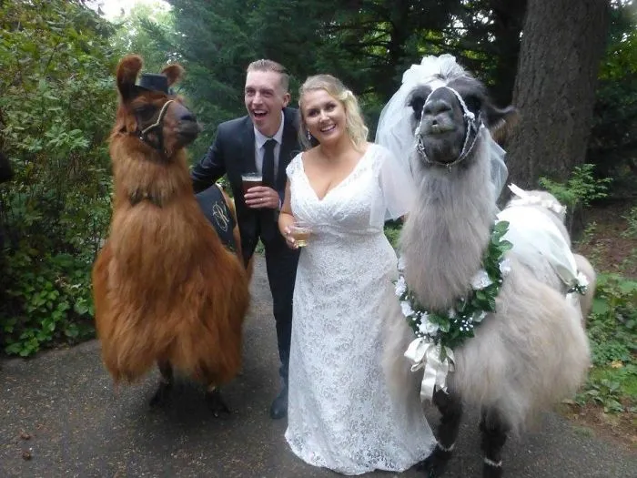 People Who Hate Humans Now Can Invite Llamas In Bowties To Their Weddings Instead