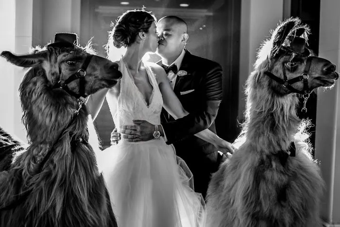 Si odias a los humanos ahora puedes invitar a tu boda a llamas con pajarita