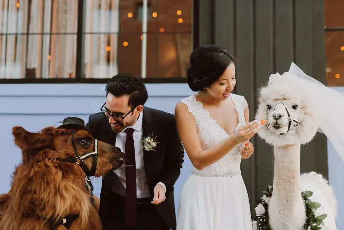 Si odias a los humanos ahora puedes invitar a tu boda a llamas con pajarita