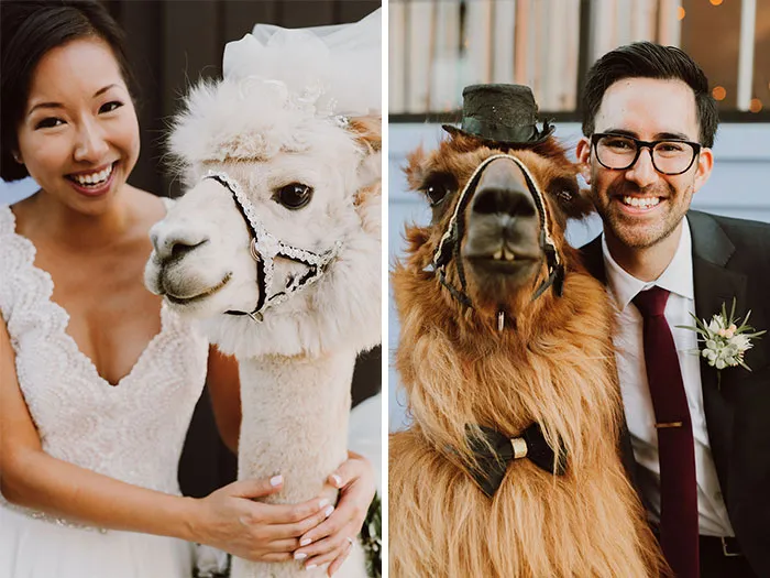 Si odias a los humanos ahora puedes invitar a tu boda a llamas con pajarita