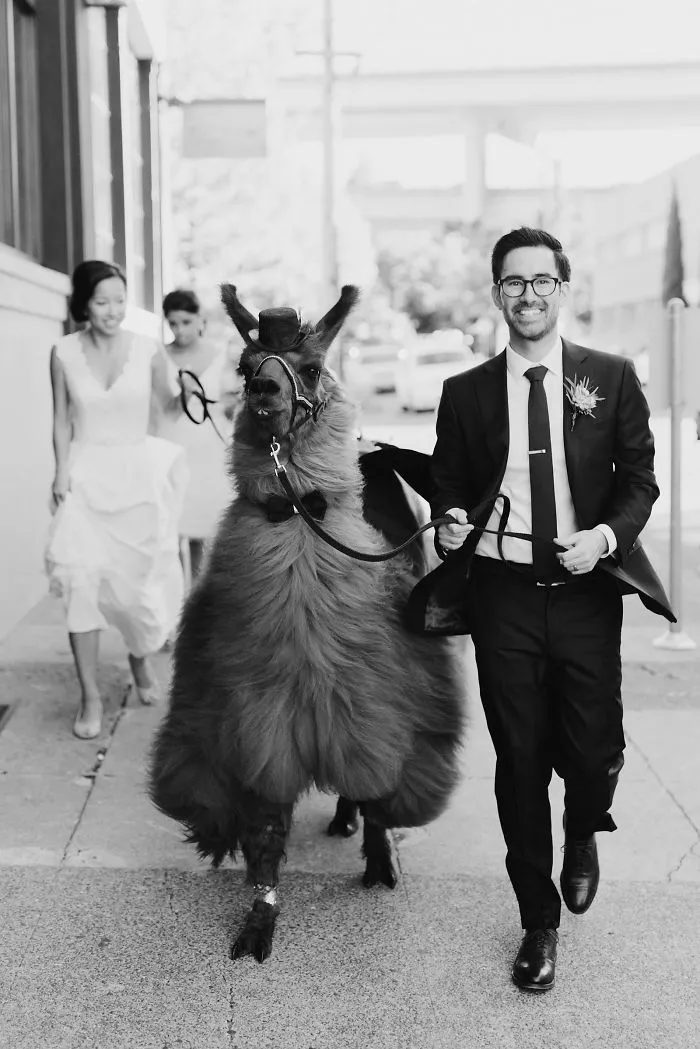 Si odias a los humanos ahora puedes invitar a tu boda a llamas con pajarita