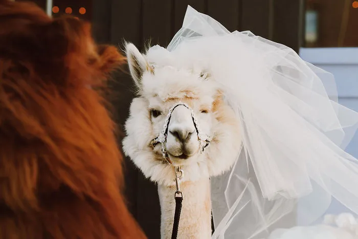 Si odias a los humanos ahora puedes invitar a tu boda a llamas con pajarita
