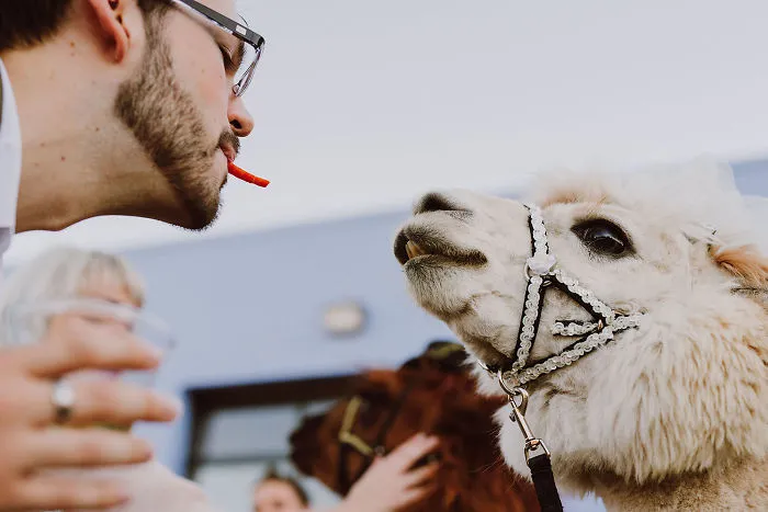 Si odias a los humanos ahora puedes invitar a tu boda a llamas con pajarita