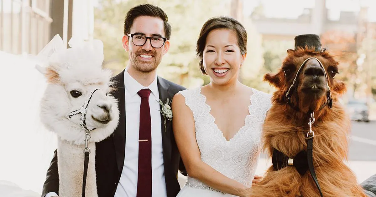 Si odias a los humanos ahora puedes invitar a tu boda a llamas con pajarita
