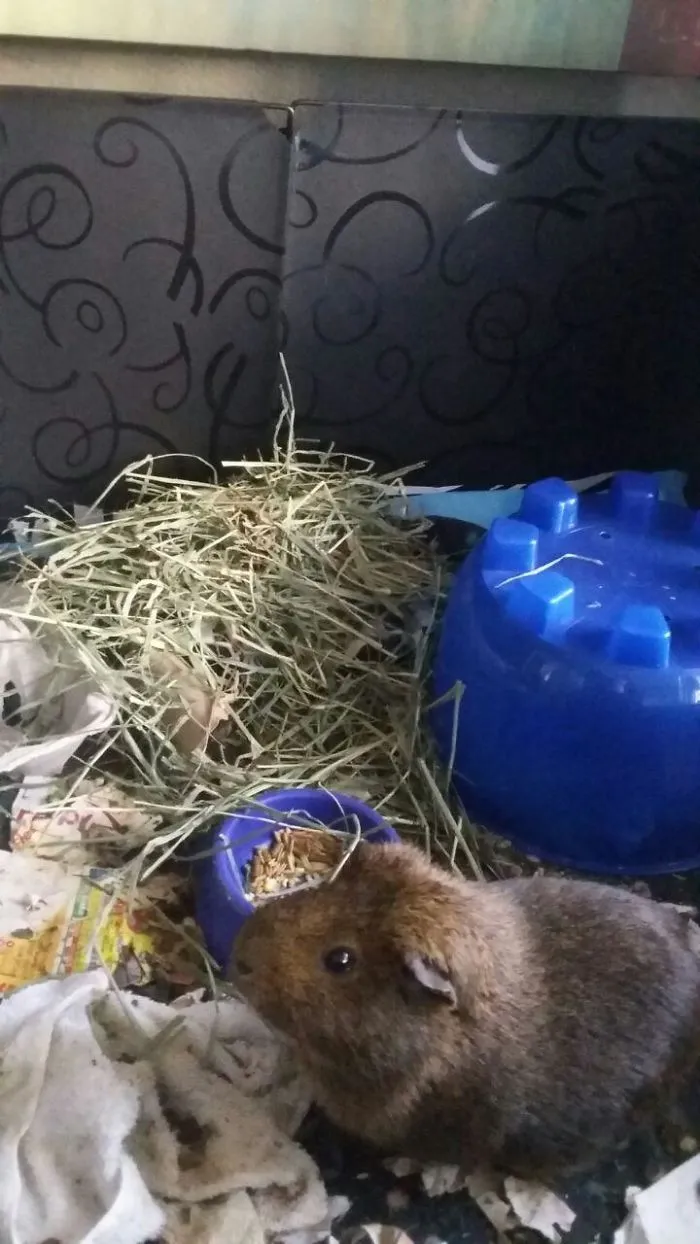 He Did Some Redecorating
