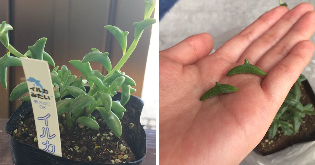 Triunfan en Japón estas plantas suculentas con forma de delfín