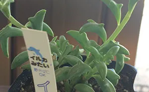 Dolphin Succulents Are The Latest Craze In Japan