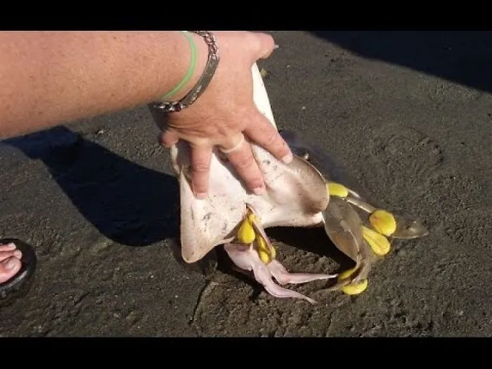 No Water Birth For Me, Thanks! Locals Group Together To Save Premature Guitarfish Babies After Mothe