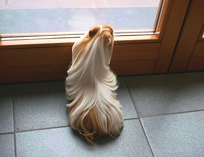 53 Guinea Pigs With The Most Majestic Hair
