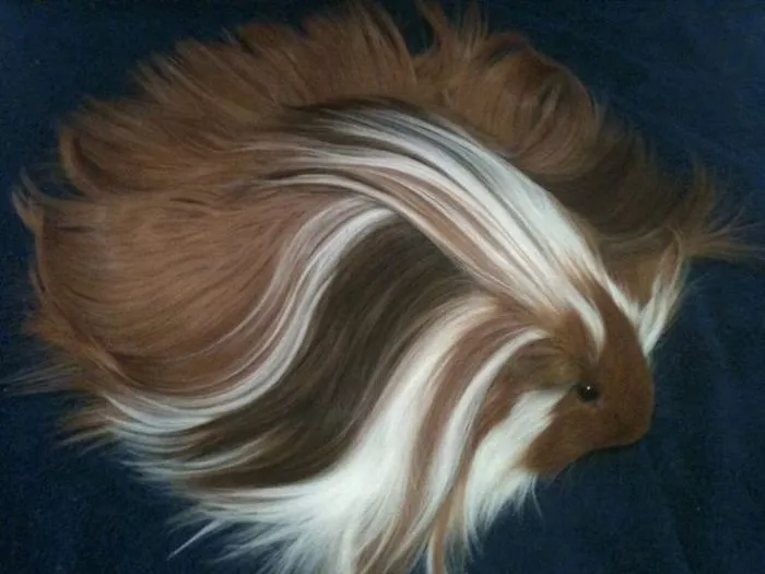 53 Guinea Pigs With The Most Majestic Hair