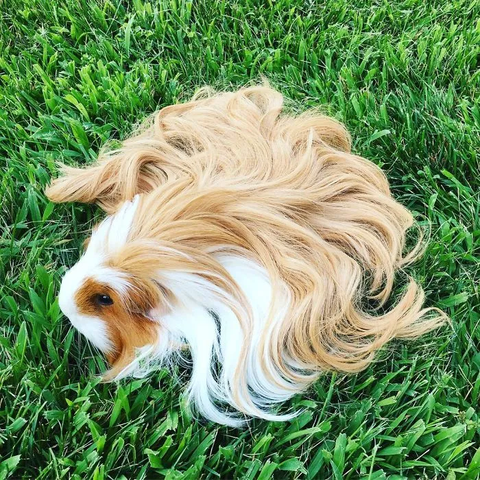 53 Guinea Pigs With The Most Majestic Hair