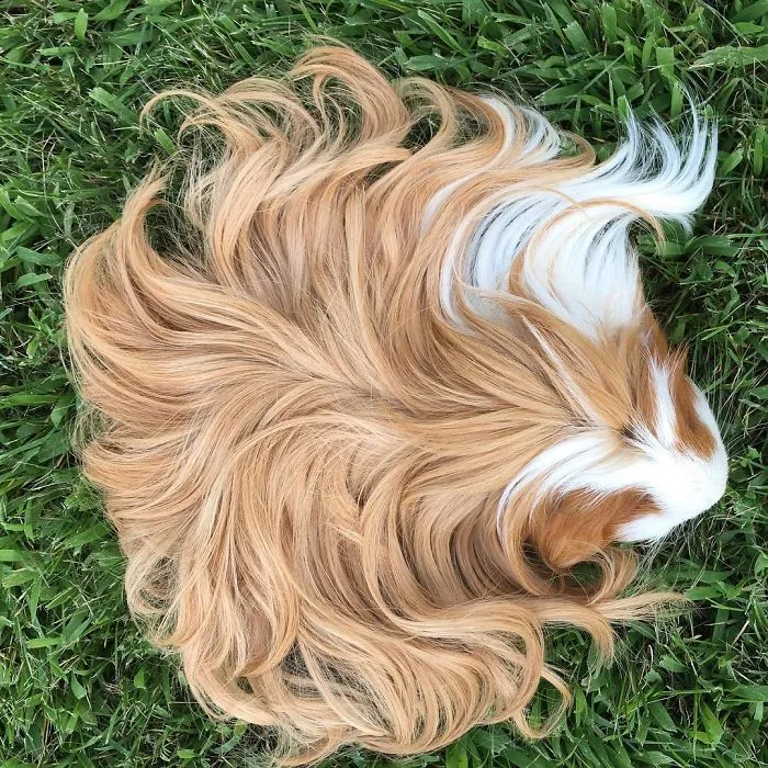 53 Guinea Pigs With The Most Majestic Hair