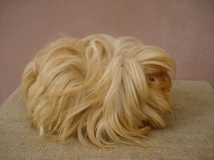 53 Guinea Pigs With The Most Majestic Hair