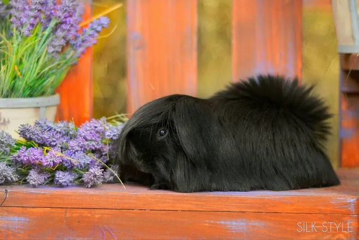 53 Guinea Pigs With The Most Majestic Hair