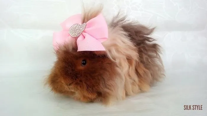 53 Guinea Pigs With The Most Majestic Hair