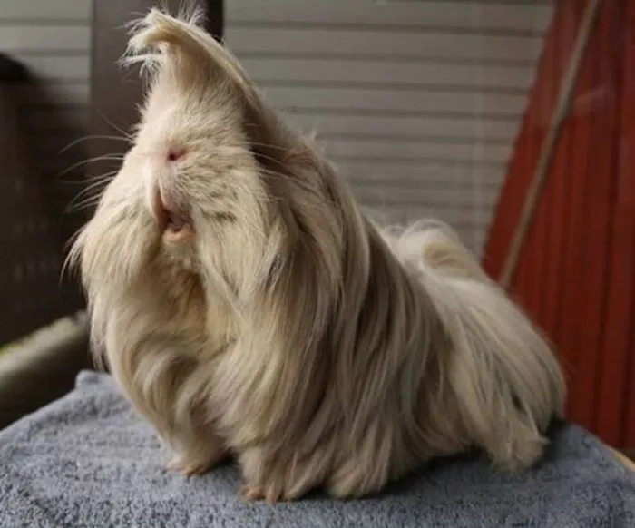 53 Guinea Pigs With The Most Majestic Hair