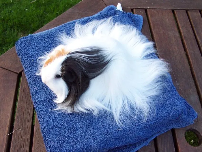 53 Guinea Pigs With The Most Majestic Hair