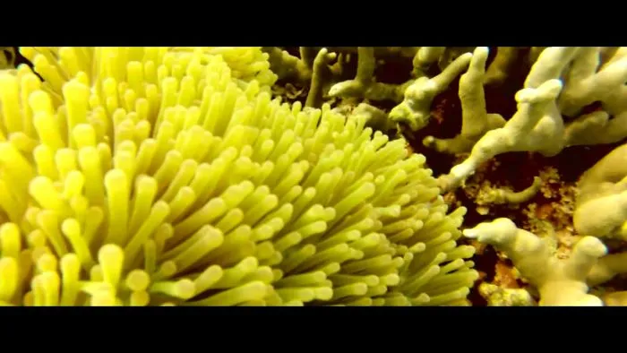 Underwater Of Bali - Bali Coral Reef