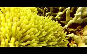 Underwater Of Bali - Bali Coral Reef