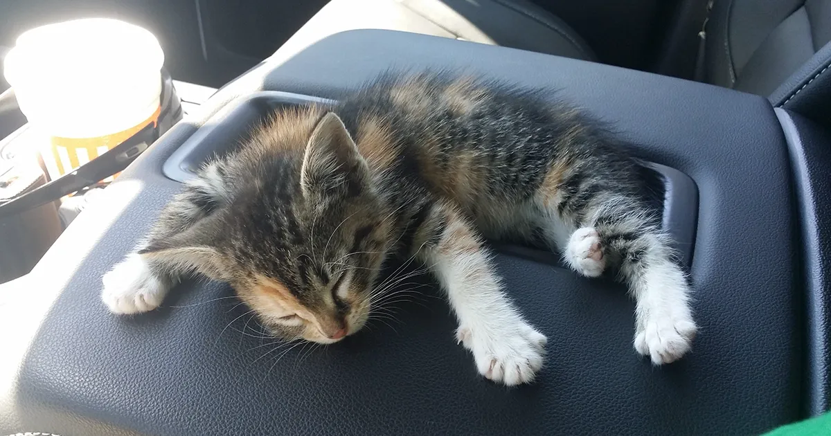 Tras ser rescatada por un camionero que la encontró abandonada en la carretera, esta gatita se quedó dormida