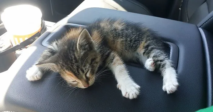 After Truck Driver Finds Stray Kitten On Road She Falls Asleep, And He Doesn't Have The Heart to Wake Her