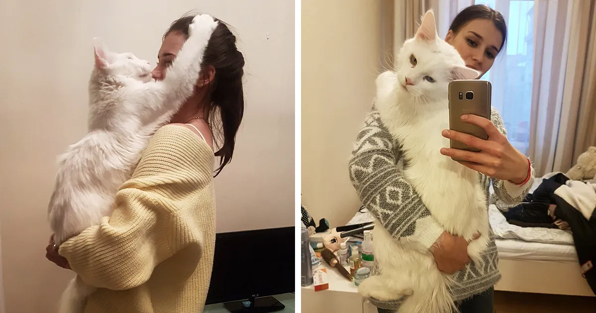 Este gato creció abrazando a su humana cada día, y no ha parado a pesar de ser ya GIGANTE