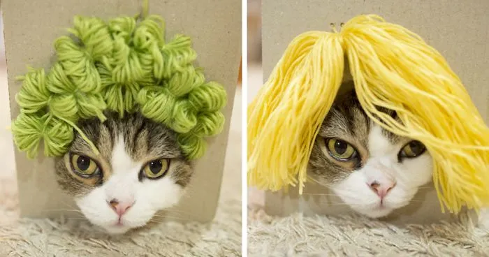 Maru The Cat Accidentally Tries On Different Wigs After His Owner Builds A Box Trap, And It's Hilarious (+Video)