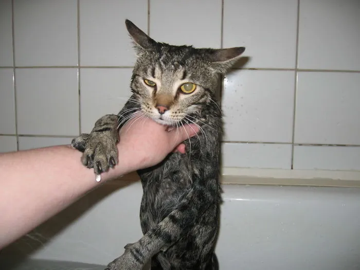 Can't.... Handle.... Water....