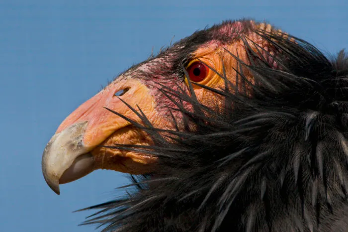 10+ De los animales más metaleros que existen