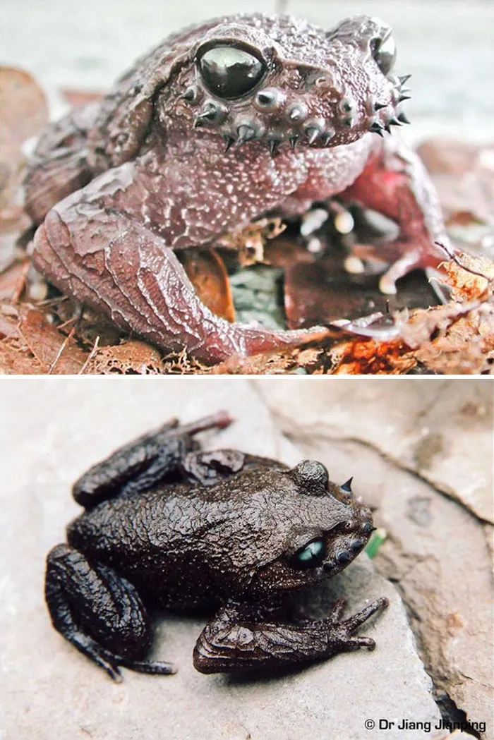 Nature’s little armored weirdos