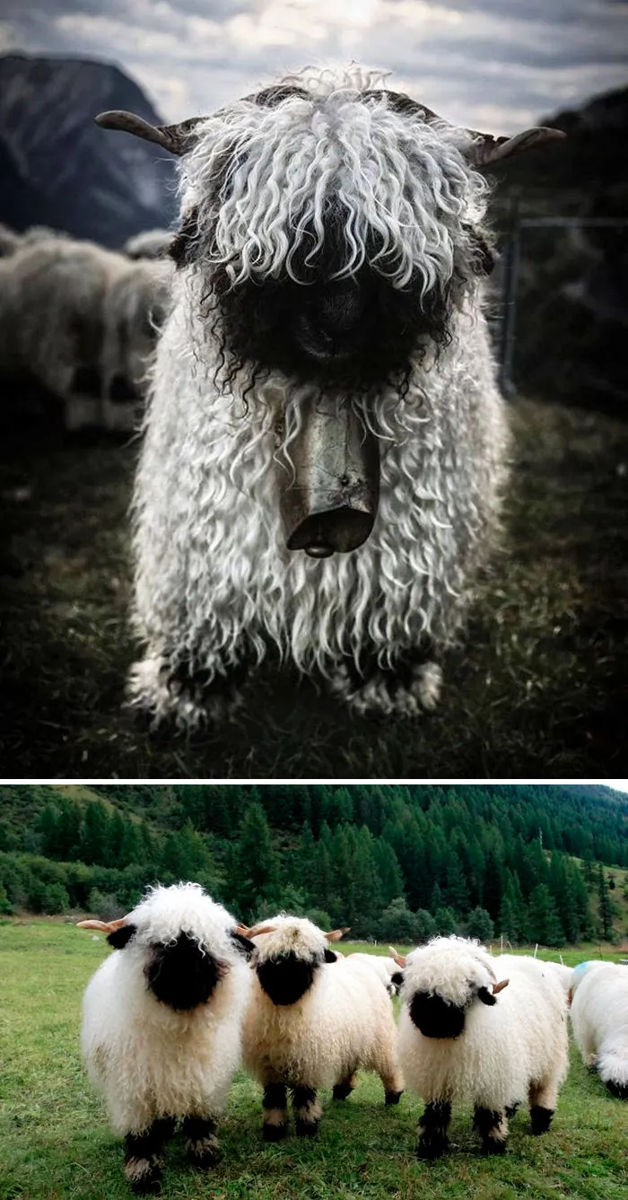 Woolly Squad Goals