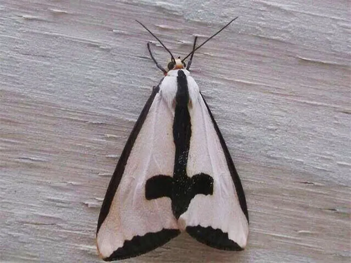 Not Your Average Wing Design