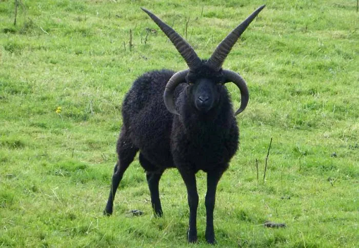 Horns on Horns Situation