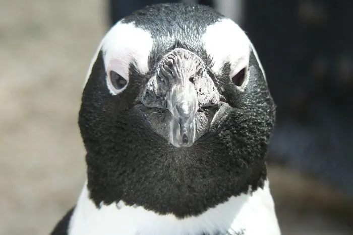 10+ De los animales más metaleros que existen