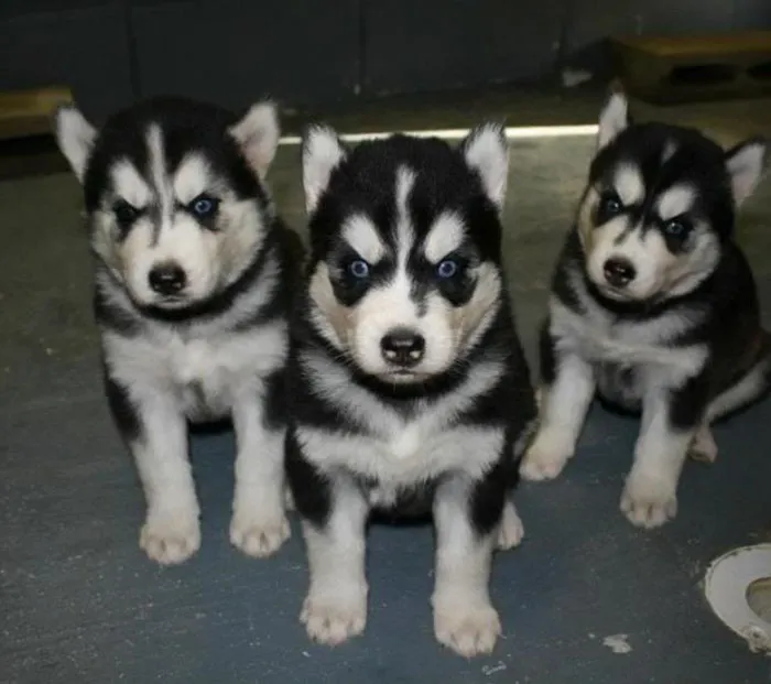 The Three Pup-eteers