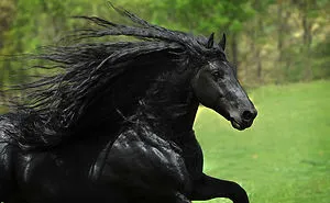 27 Of The Most Metal Animals Ever