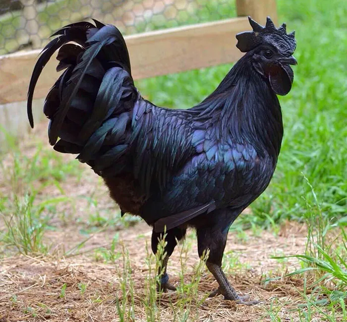 Midnight Feathered Mystery
