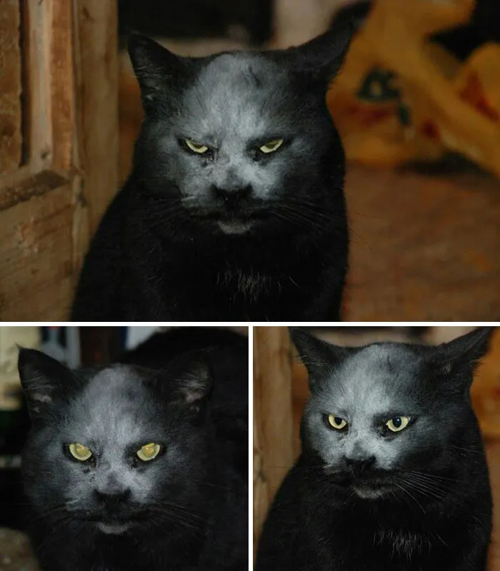 The Mysterious Twin Face