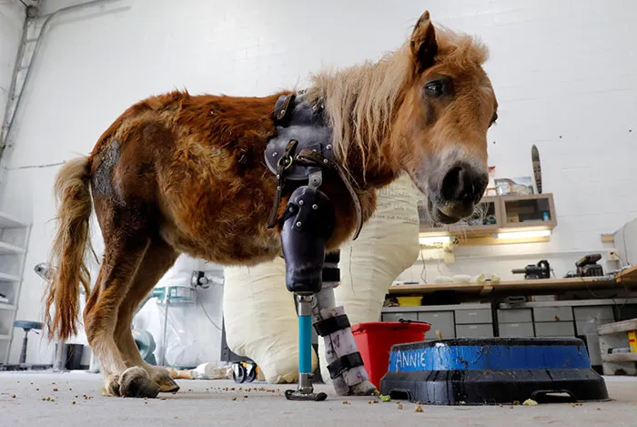 Pony Stands On Her Feet For The First Time With Prosthetic Limbs After Birth Accident