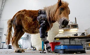 Pony Stands On Her Feet For The First Time With Prosthetic Limbs After Birth Accident