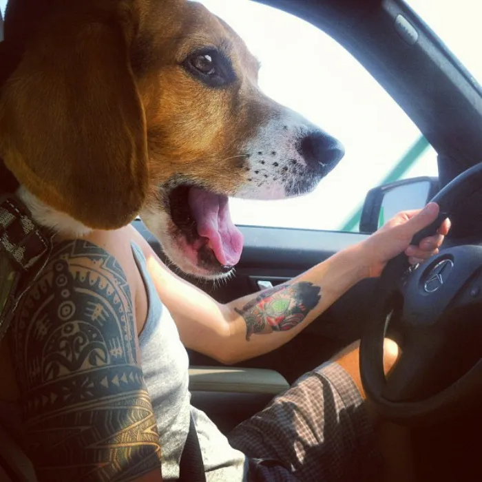 50 Times Asshole Dogs Ruined Perfect Shots